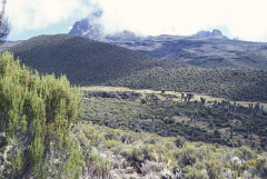 Kilimanjaro - Aufstieg