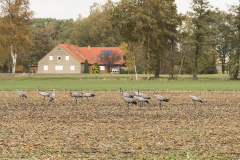 wcb_Kranich_001