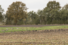 wcb_Kranich_002