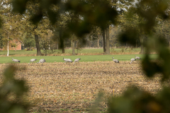 wcb_Kranich_004