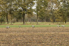 wcb_Kranich_005