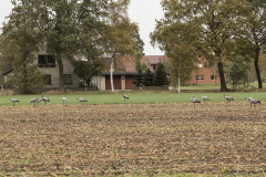 wcb_Kranich_006