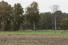 wcb_Kranich_007