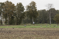 wcb_Kranich_009