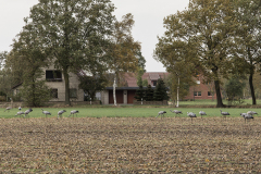 wcb_Kranich_011