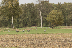 wcb_Kranich_012