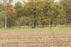 wcb_Kranich_013