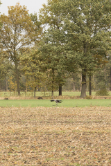 wcb_Kranich_014