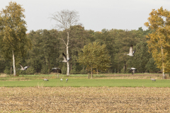 wcb_Kranich_016