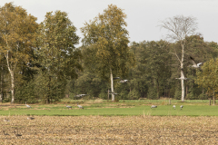 wcb_Kranich_017