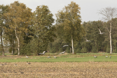 wcb_Kranich_018