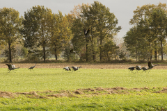 wcb_Kranich_019