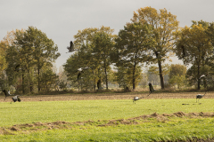 wcb_Kranich_020