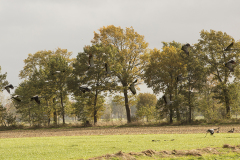 wcb_Kranich_021