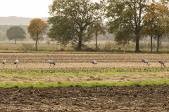 wcb_Kranich_027