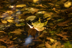 wcb_Kranich_033