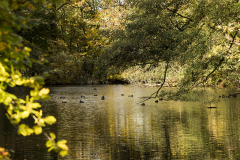 wcb_Kranich_035