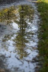 wcb_Kranich_038