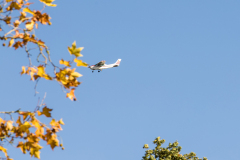 wcb_Kranich_042