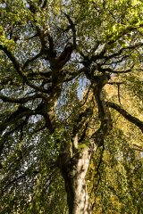 wcb_Kranich_047