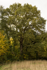 wcb_Kranich_048