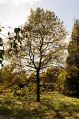 wcb_Kranich_049