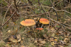 wcb_Kranich_056