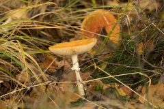 wcb_Kranich_058