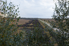 wcb_Kranich_060