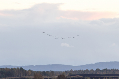 wcb_Kranich_064