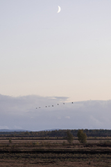wcb_Kranich_065