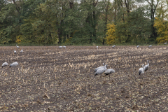 wcb_Kranich_070