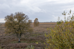 wcb_Kranich_073