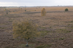 wcb_Kranich_074