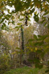 wcb_Kranich_085