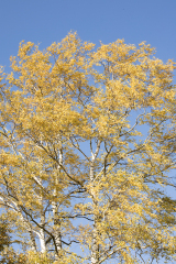 wcb_Kranich_093