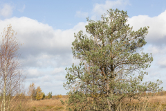 wcb_Kranich_094