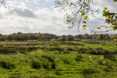 wcb_Kranich_098