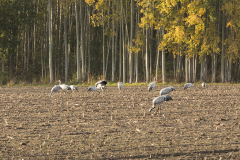 wcb_Kranich_101
