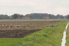 wcb_Kranich_112