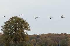 wcb_Kranich_123