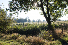 Moor_02