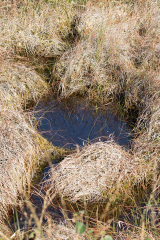 Moor_22