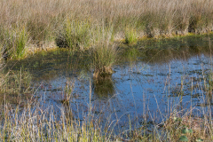 Moor_25