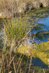 Moor_26