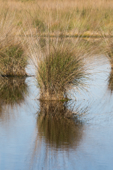 Moor_31