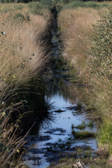 Moor_34