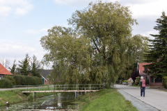 Fehn_07