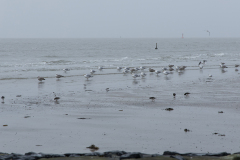 wcb_Noerdernee_13