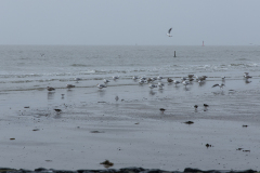 wcb_Noerdernee_14